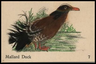 7 Mallard Duck